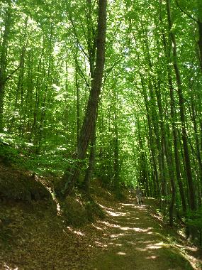 Walk in the forest in Labastide Rouairoux