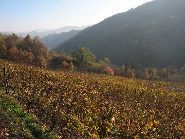 vineyards