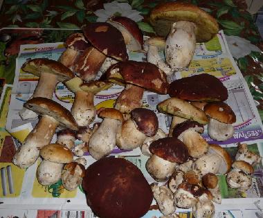 Chalet in Saint-Grons (Cantal) or holiday homes and vacation rentals