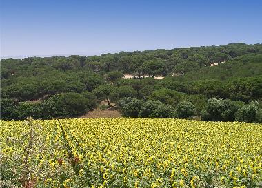 Holiday House in Chiclana (Cdiz) or holiday homes and vacation rentals