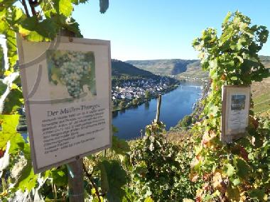 Holiday Apartment in Zell-Mosel (Mosel - Saar) or holiday homes and vacation rentals