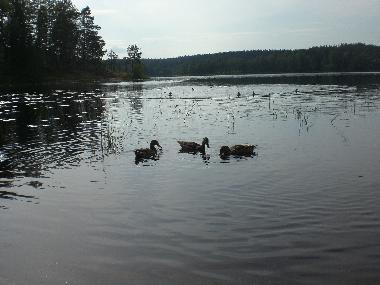 Our local ducks!