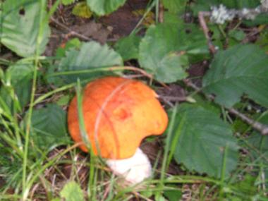 Mushrooms in the garden