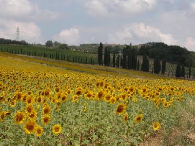 Holiday House in castelnuovo berardenga Siena (Siena) or holiday homes and vacation rentals
