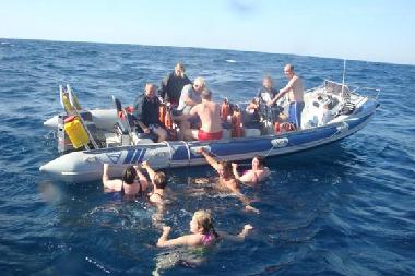 common swimming in the Indian Ocean after whale watching