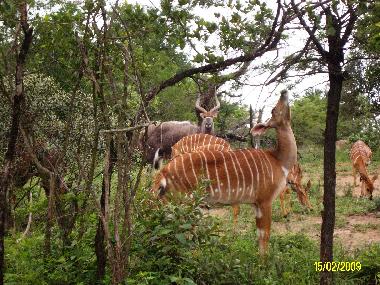Nyala Antelope herd with buck