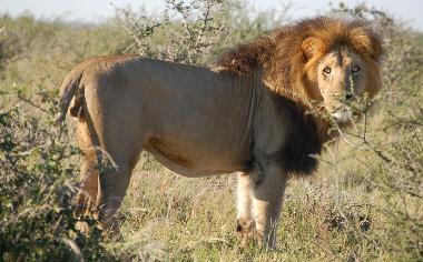 King of the Animals in Hluhluwe Game Reserve