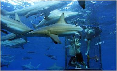 Shark diving in soft cage