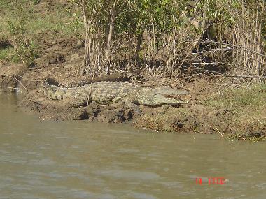 Crocodiles in the crocodile farm or in the wilderness