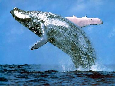 Whalewatching from veranda, beach or nearby from the boat