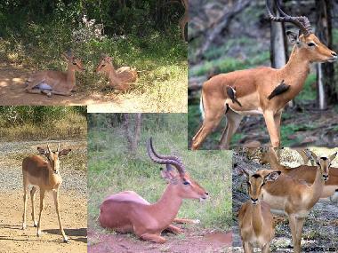 Impala Antelopes in Lake Eland Game Reserve
