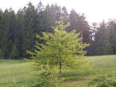 Holiday Apartment in Bad-Rippoldsau (Black Forest) or holiday homes and vacation rentals