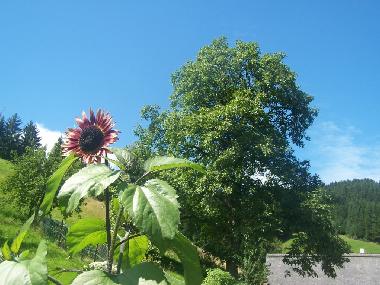 Holiday Apartment in Bad-Rippoldsau (Black Forest) or holiday homes and vacation rentals