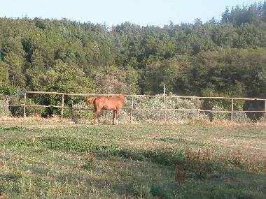 Holiday House in Cavriglia/Montegonzi (Firenze) or holiday homes and vacation rentals