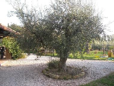 ancient olive trees all around the house and land
