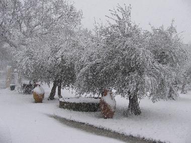 front garden on a snowy day