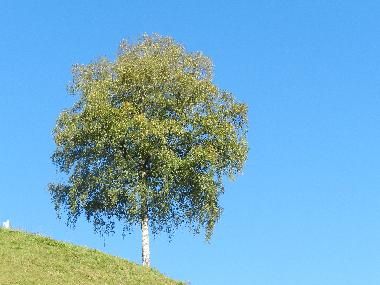 Holiday Apartment in Tschagguns (Bludenz-Bregenzer Wald) or holiday homes and vacation rentals