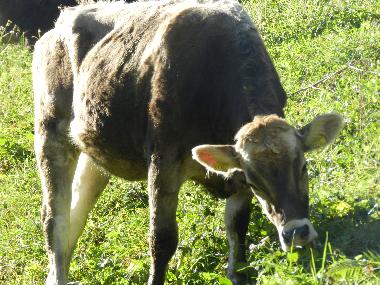 Holiday Apartment in Tschagguns (Bludenz-Bregenzer Wald) or holiday homes and vacation rentals