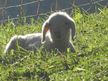 Holiday Apartment in Tschagguns (Bludenz-Bregenzer Wald) or holiday homes and vacation rentals