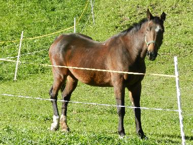 Holiday Apartment in Tschagguns (Bludenz-Bregenzer Wald) or holiday homes and vacation rentals