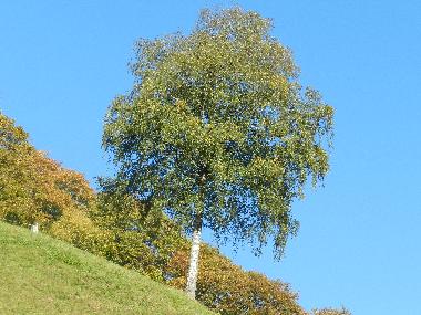 Holiday Apartment in Tschagguns (Bludenz-Bregenzer Wald) or holiday homes and vacation rentals