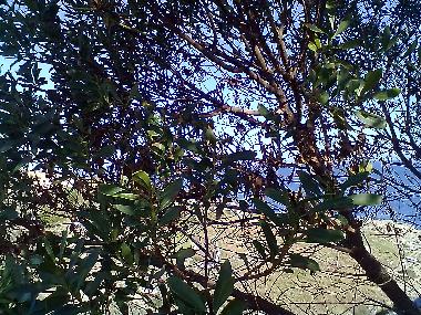 Holiday Apartment in AUGUSTA (Siracusa) or holiday homes and vacation rentals