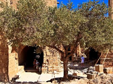 Olive tree at the ruins of the acropolis