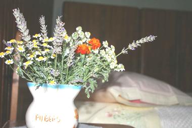 Holiday House in Zminj (Istarska) or holiday homes and vacation rentals