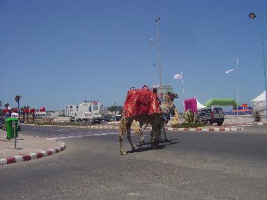 Fancy a Camel Ride!