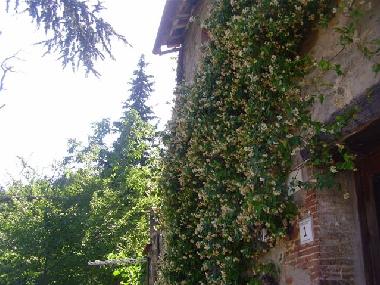 Holiday Apartment in Petrognano (Lucca) or holiday homes and vacation rentals