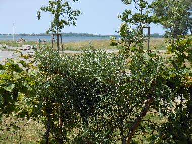 Holiday Apartment in Wiek (Ostsee-Inseln) or holiday homes and vacation rentals
