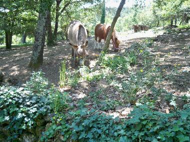 Holiday House in Saint-Br�s (Gard) or holiday homes and vacation rentals