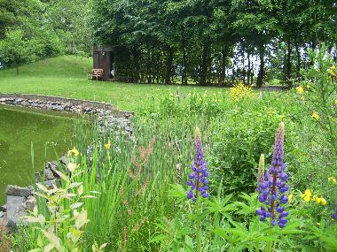 Pond in backyard Heidehof