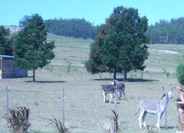Holiday House in Maldonado (Maldonado) or holiday homes and vacation rentals