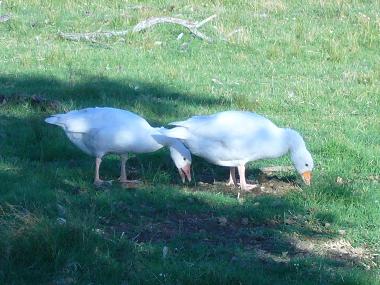 Holiday House in Maldonado (Maldonado) or holiday homes and vacation rentals