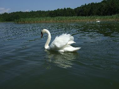 Holiday House in Krutyn (Warminsko-Mazurskie) or holiday homes and vacation rentals