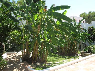 Holiday Apartment in Nueva Andaluca (Mlaga) or holiday homes and vacation rentals