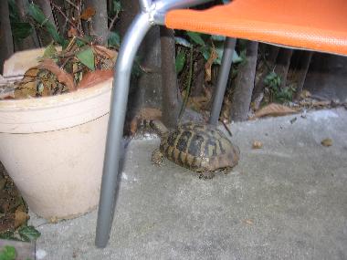 Be careful not to step on our garden pet Korni.!!!