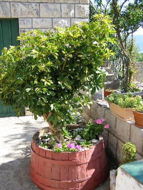 In front of groundfloor