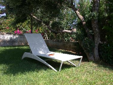 under the olive tree