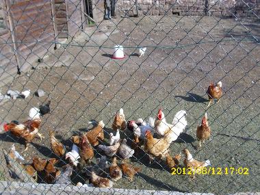 Twenty chickens offer fresh eggs each morning.