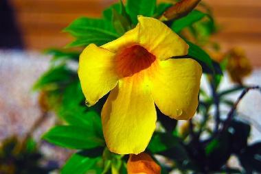 Holiday Apartment in Willemstad (Curacao) or holiday homes and vacation rentals