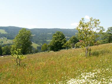 Holiday House in Schwanberg (West- und S�dsteiermark) or holiday homes and vacation rentals