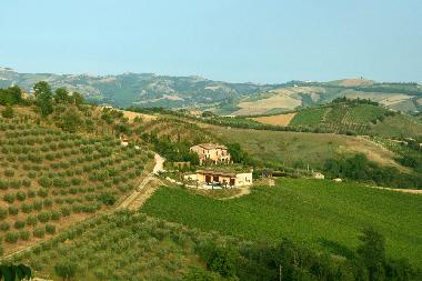 our organic winery 2 kilometres  from Palazzo Massi