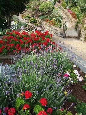 Holiday Apartment in Puerto de la Cruz (Teneriffa) or holiday homes and vacation rentals