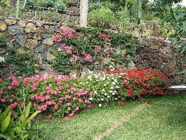 Holiday Apartment in Puerto de la Cruz (Teneriffa) or holiday homes and vacation rentals