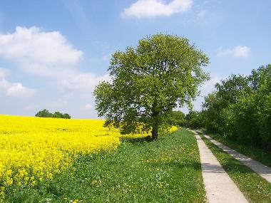 Holiday House in Krakow am See (Mecklenburgische Seenplatte) or holiday homes and vacation rentals