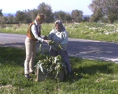 ARTICHOKE FIELD
