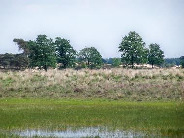 Chalet in Vledder (Drenthe) or holiday homes and vacation rentals