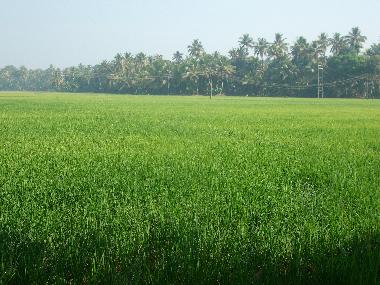 rice field in front